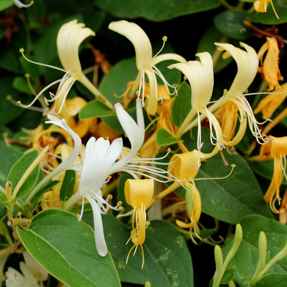 Honeysuckle